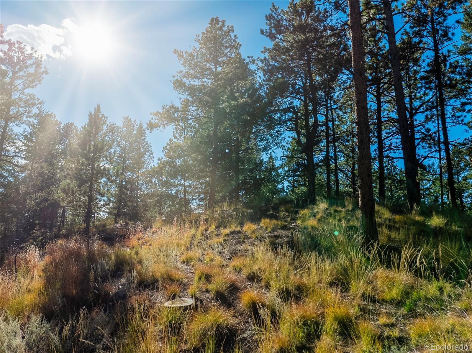 270 Thunder Ridge Drive Woodland Park CO 80863