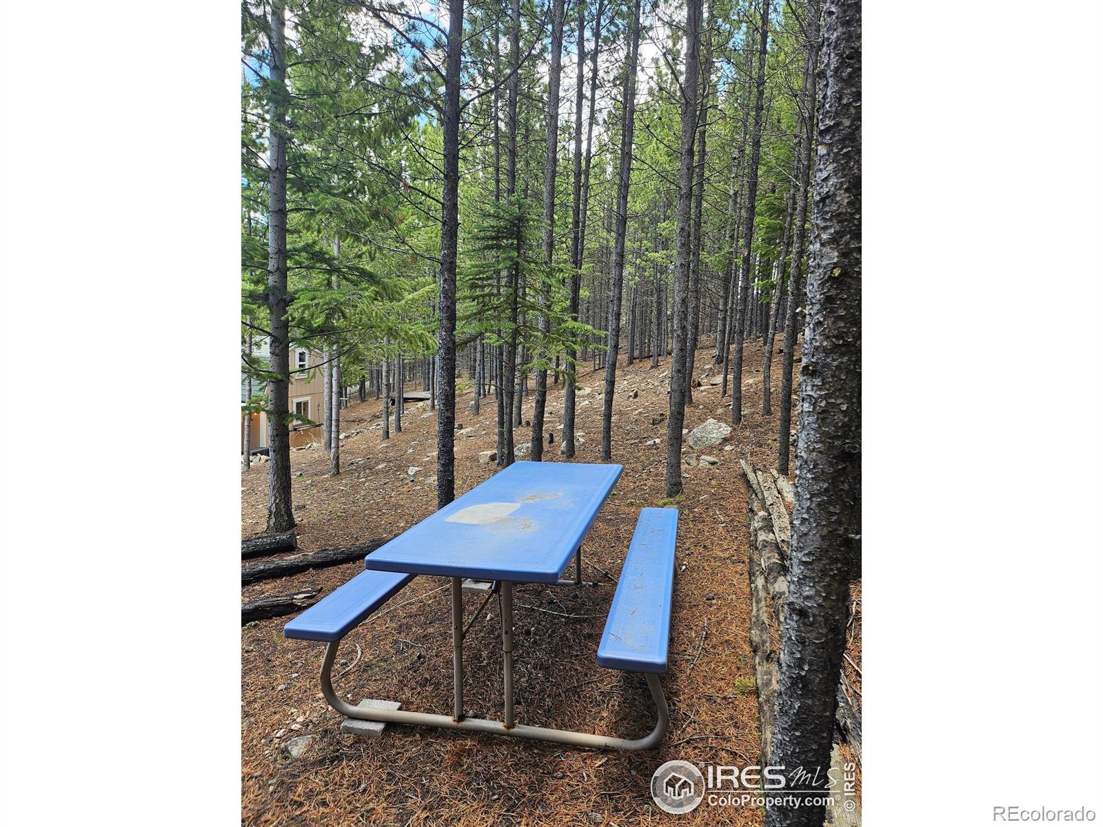 113 Shoshoni Drive Red Feather Lakes CO 80545