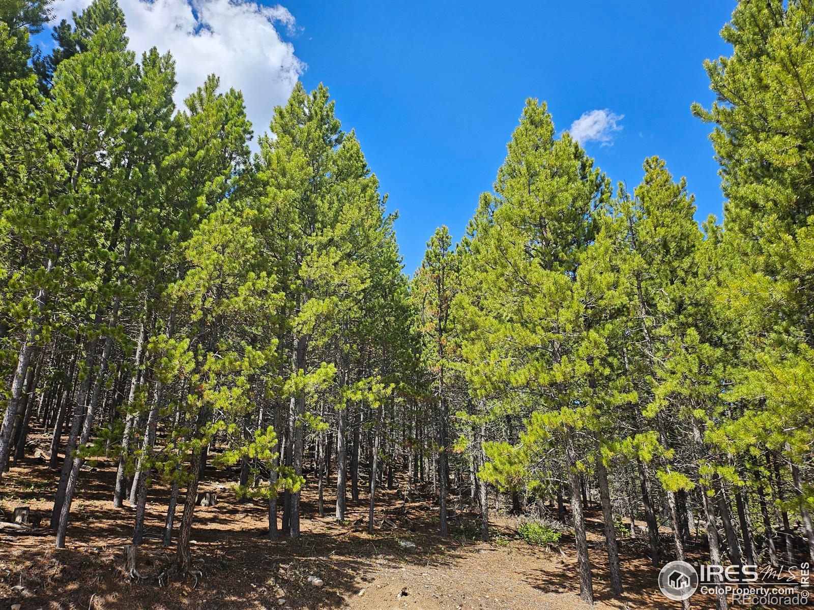 113 Shoshoni Drive Red Feather Lakes CO 80545