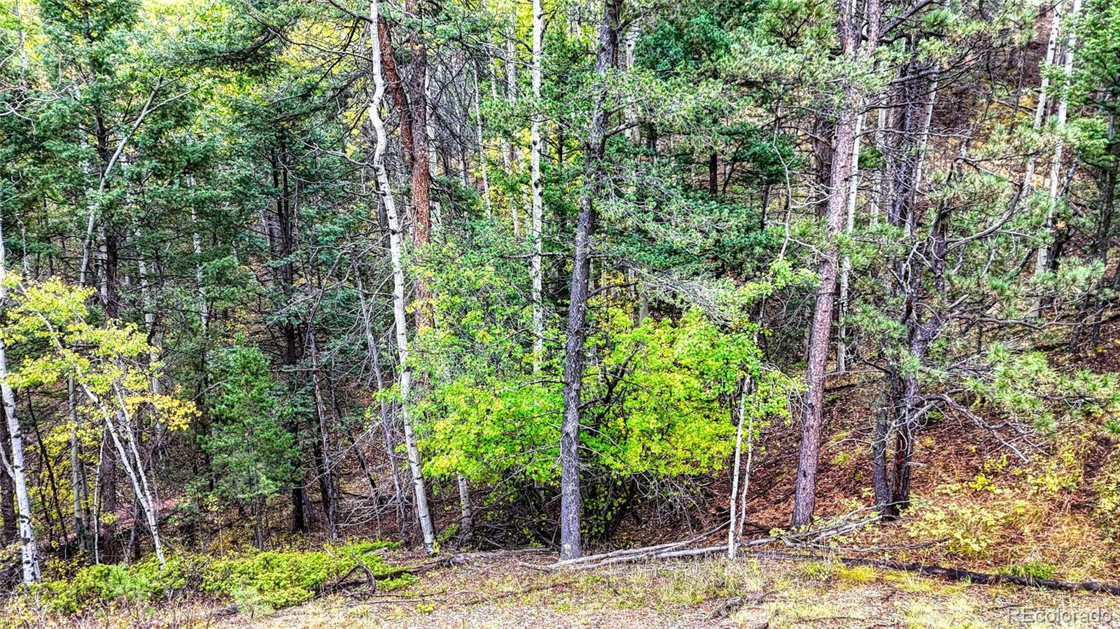 599 Dandy Jim Drive Cripple Creek CO 80813