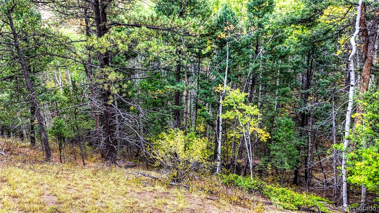 599 Dandy Jim Drive Cripple Creek CO 80813