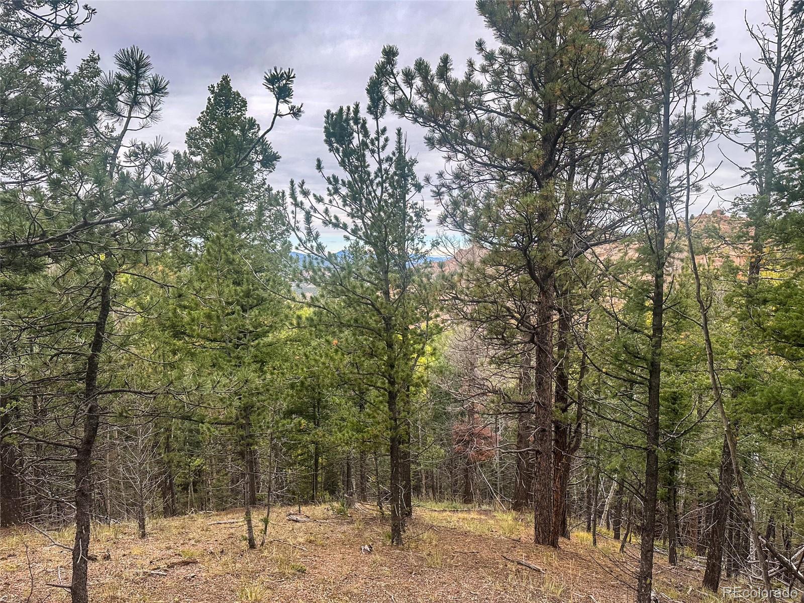 599 Dandy Jim Drive Cripple Creek CO 80813
