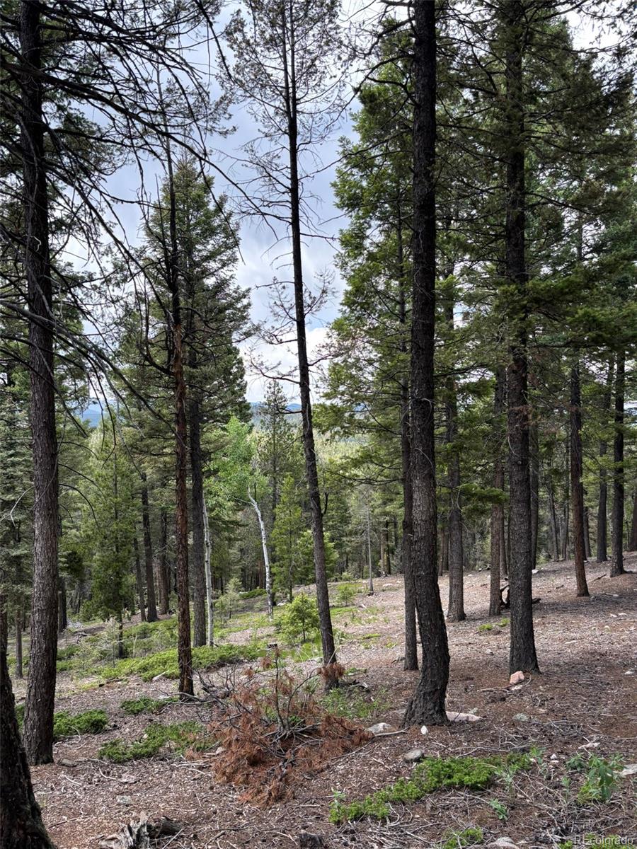 28651 Belle Point Drive Conifer CO 80433