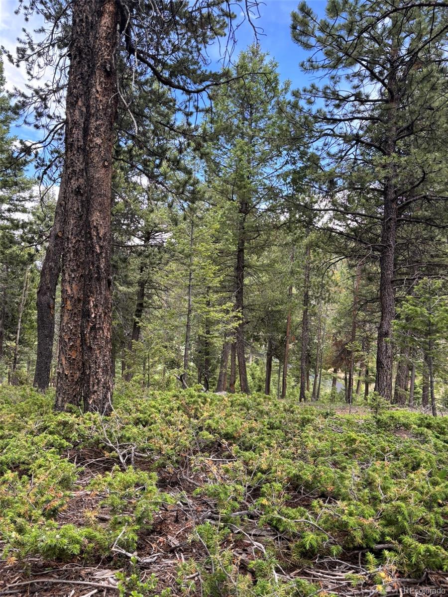28651 Belle Point Drive Conifer CO 80433