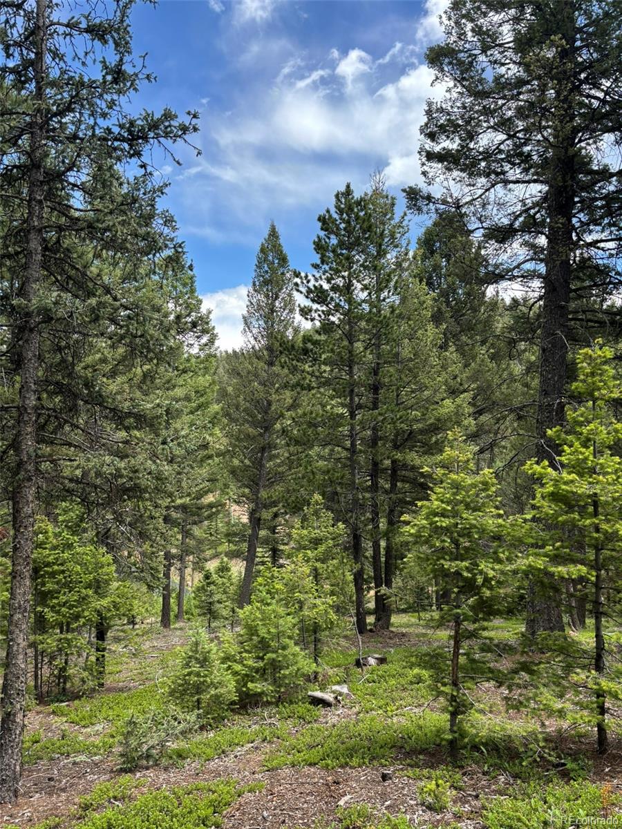 28651 Belle Point Drive Conifer CO 80433