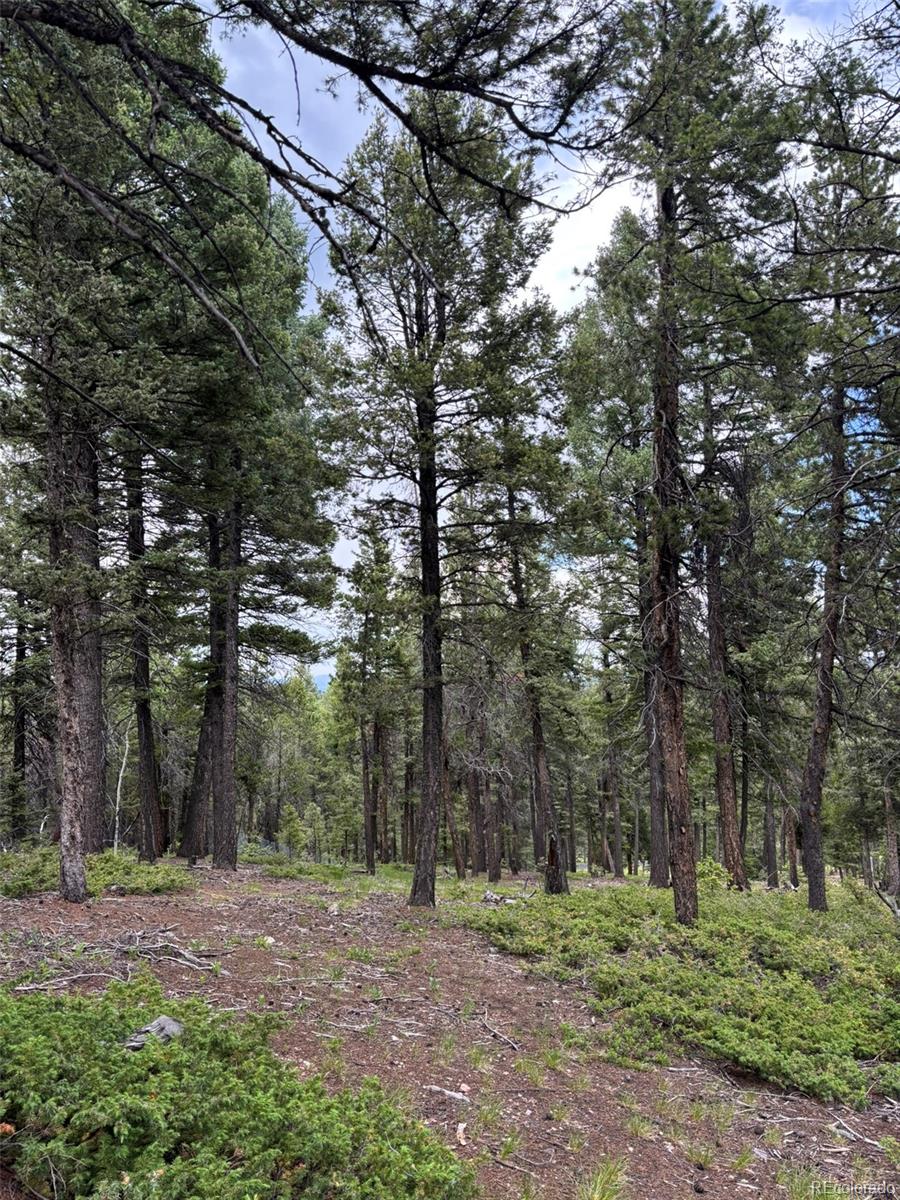 28651 Belle Point Drive Conifer CO 80433