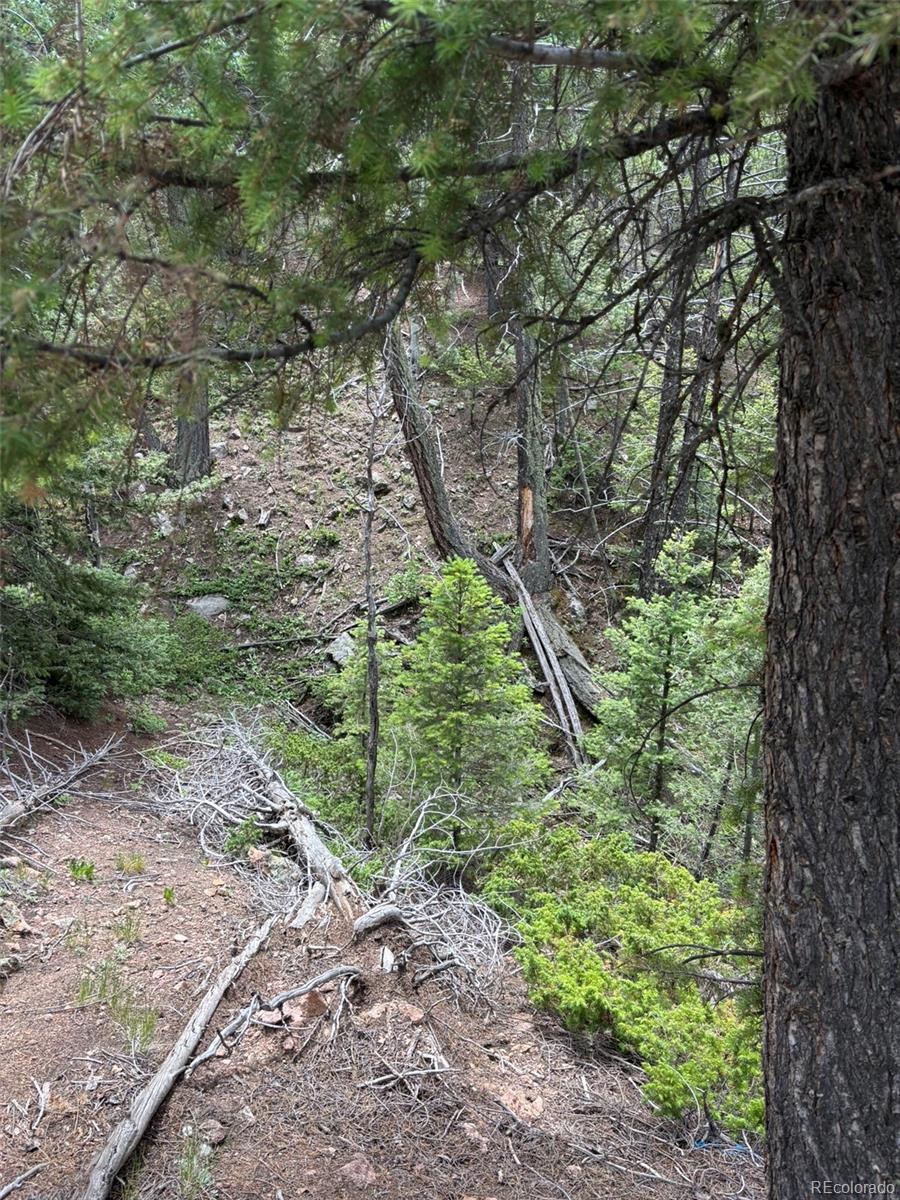 28651 Belle Point Drive Conifer CO 80433