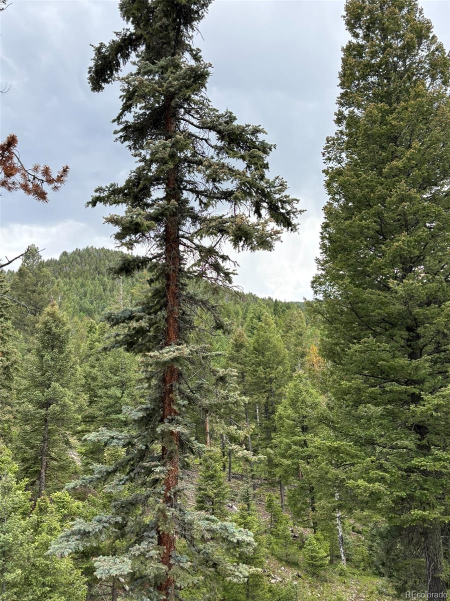 28651 Belle Point Drive Conifer CO 80433