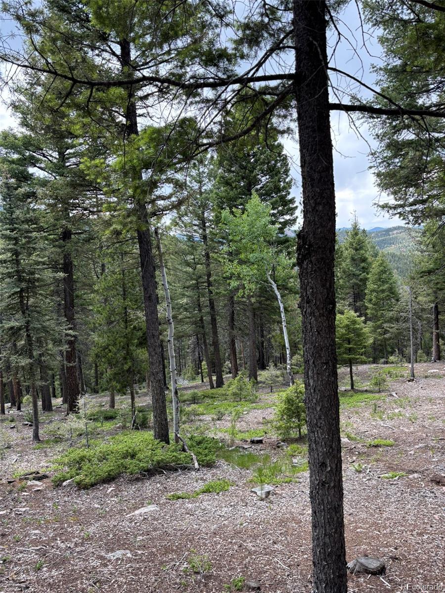 28651 Belle Point Drive Conifer CO 80433