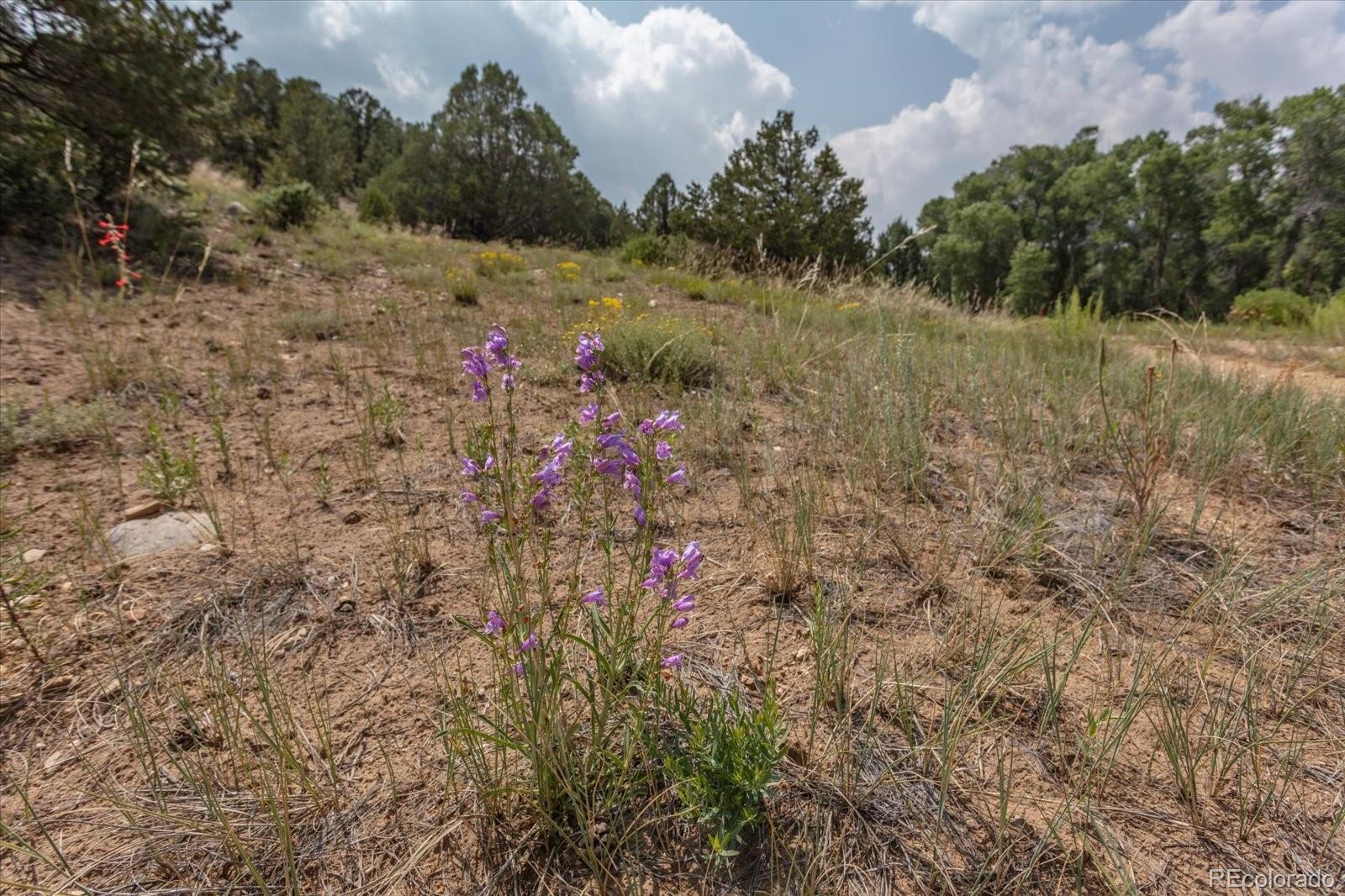 7925 Cozart Lane Salida CO 81201