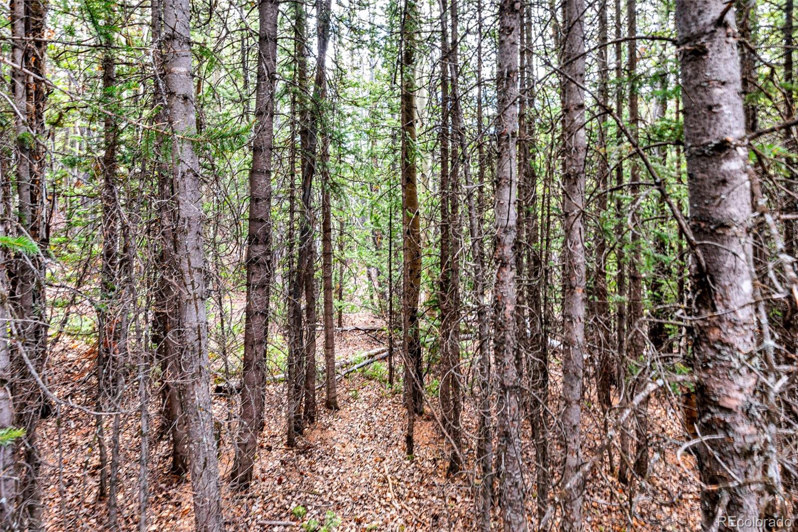 55780 Highway 9 Fairplay CO 80440