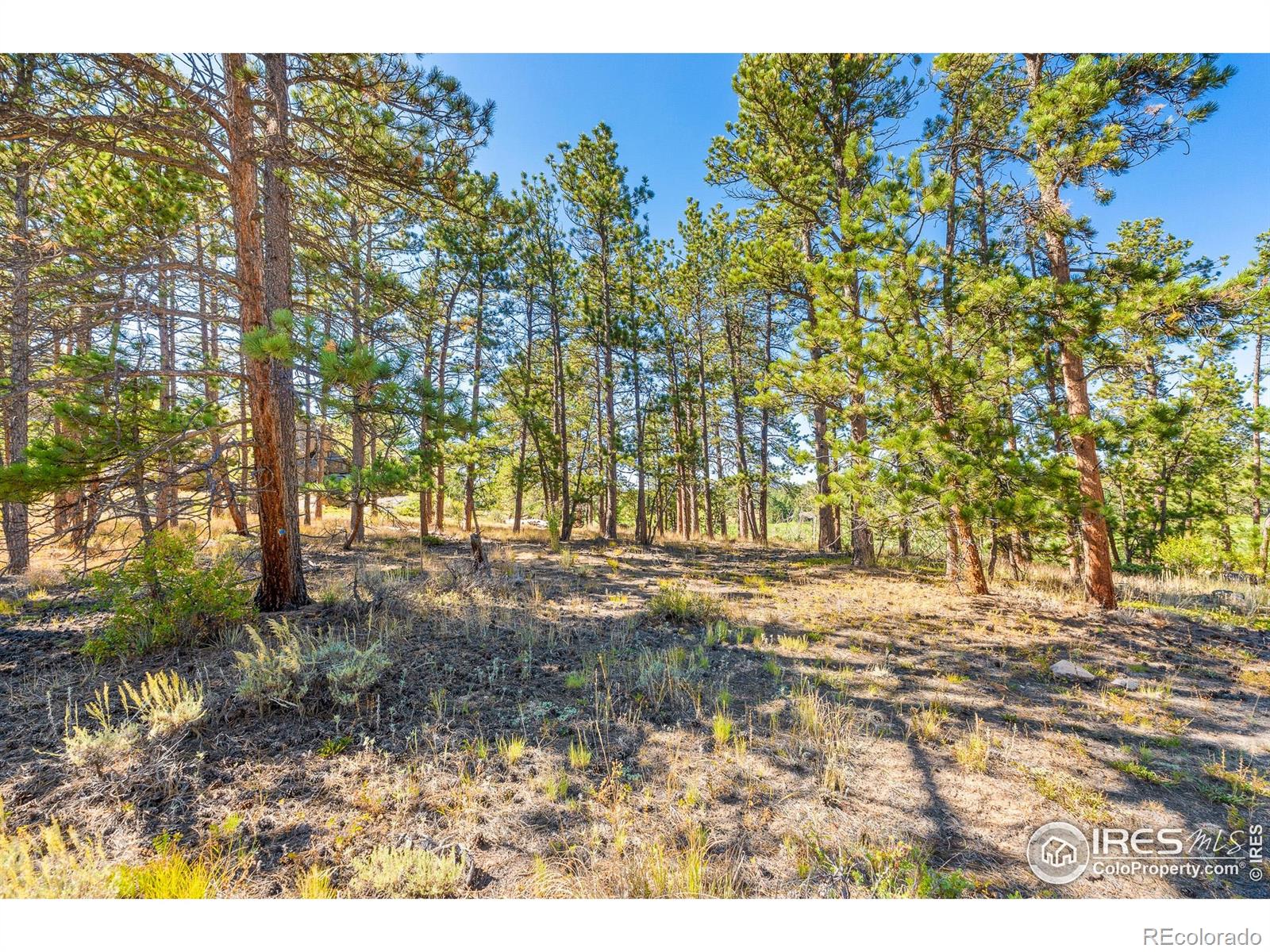 70 Northwoods Drive Red Feather Lakes CO 80545