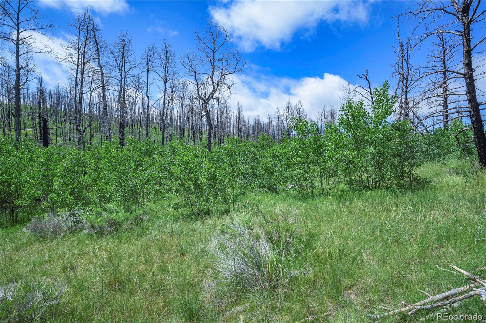 1185 Bechtel Place Fort Garland CO 81133