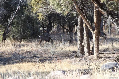 000 Holiday Way Crestone CO 81131