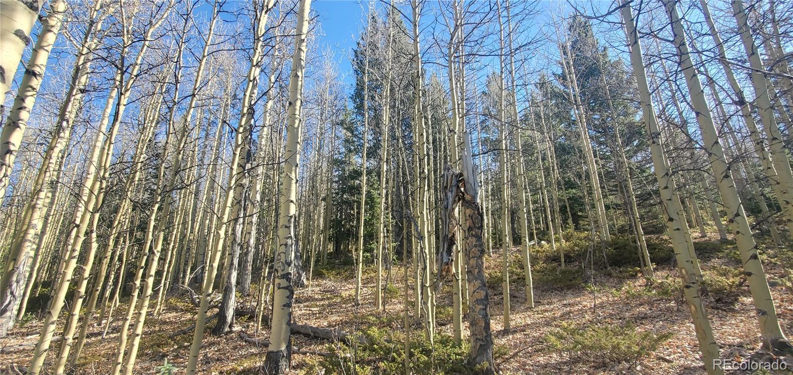 Lot's 6414 & 6415 Bronfman Road Fort Garland CO 81133