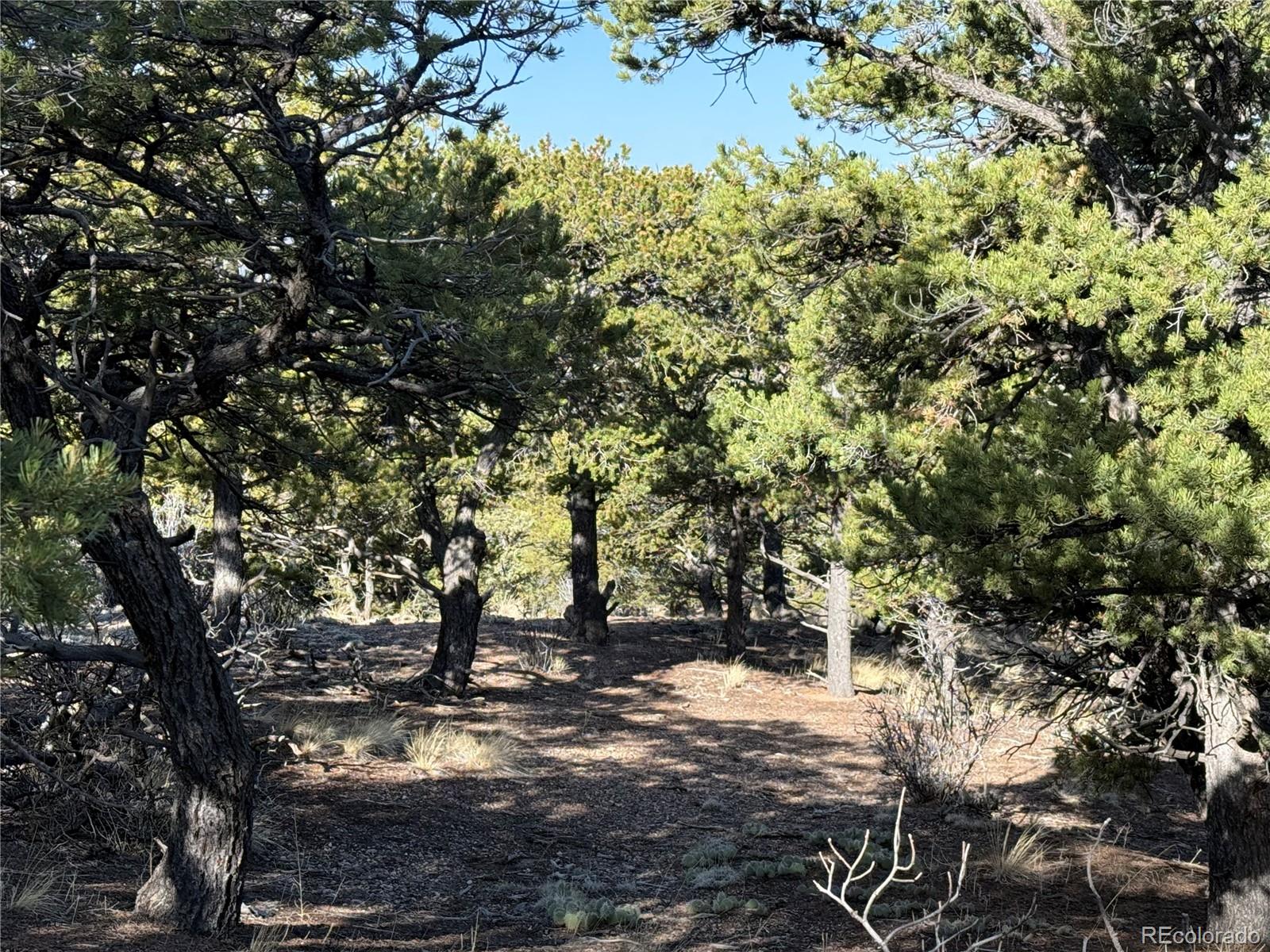 Lot 7067 Waligunda Road Fort Garland CO 81133