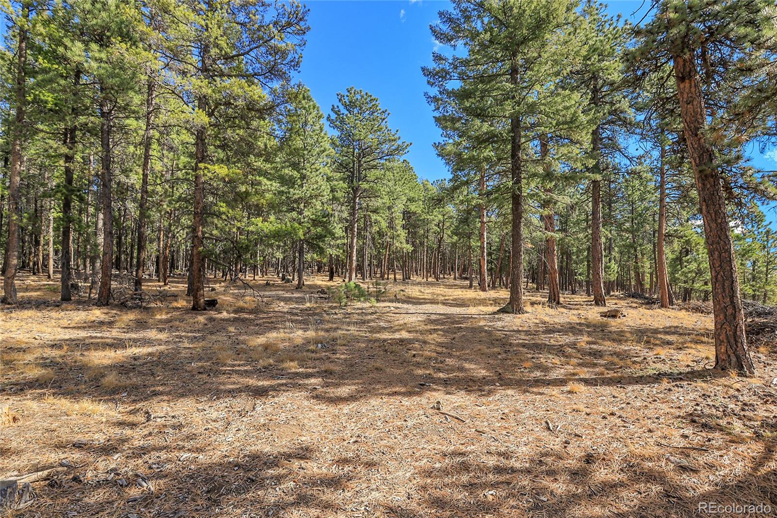 27551 Molly Drive Conifer CO 80433