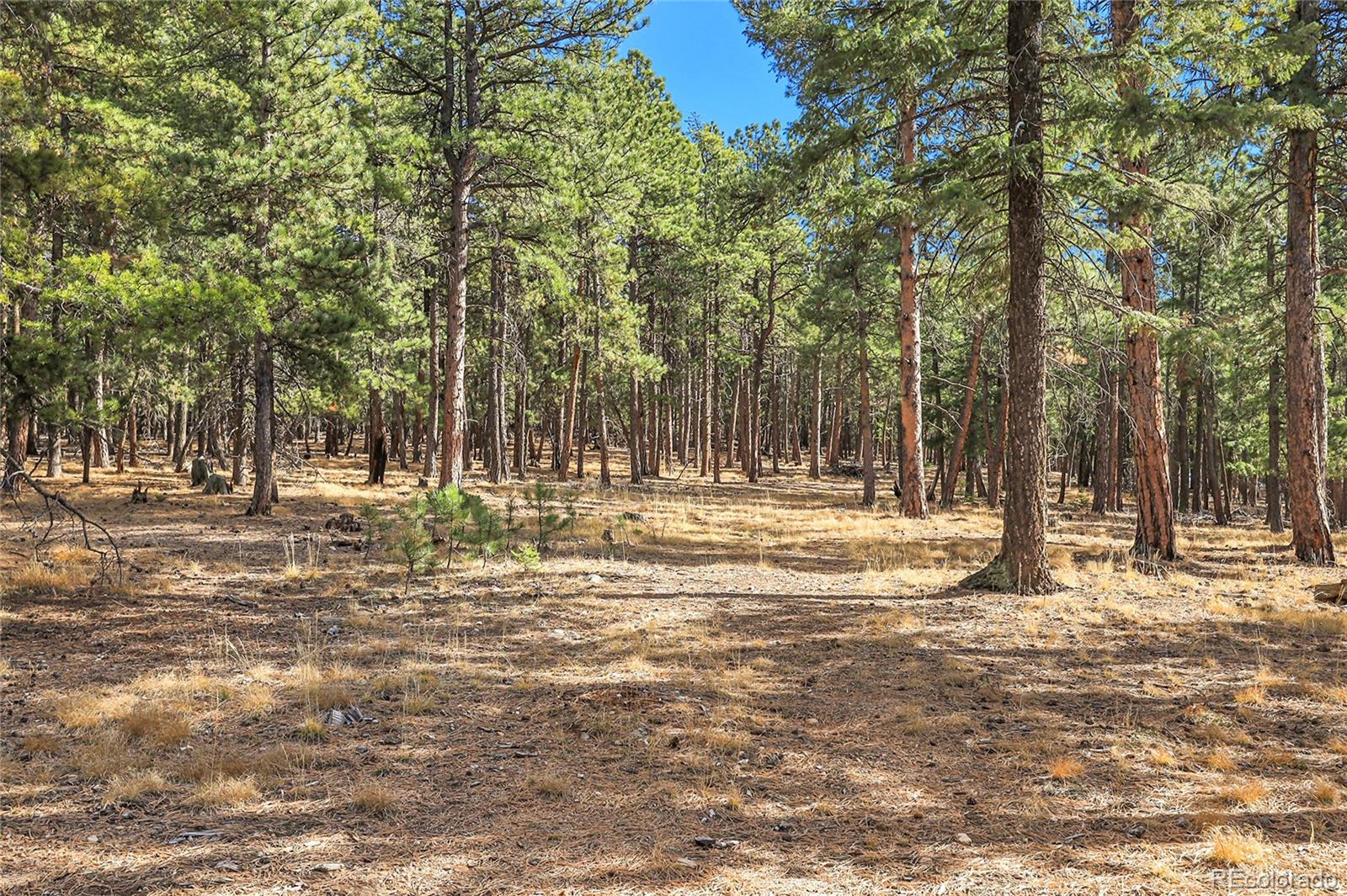 27551 Molly Drive Conifer CO 80433