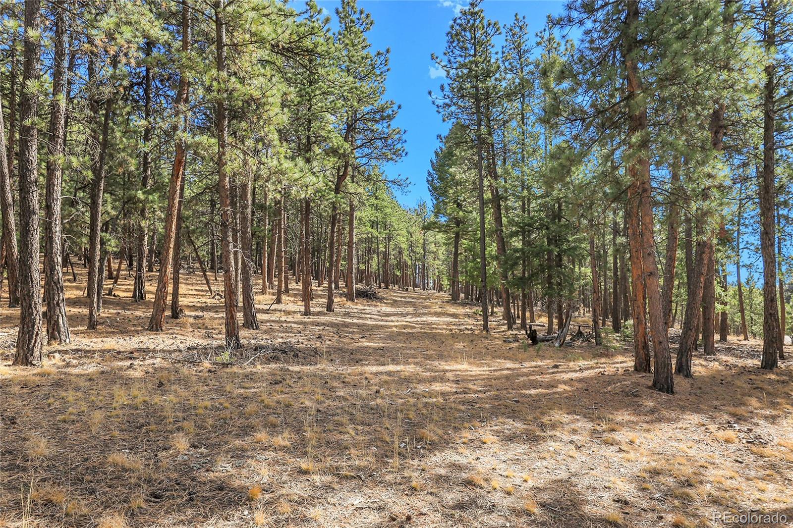 27551 Molly Drive Conifer CO 80433