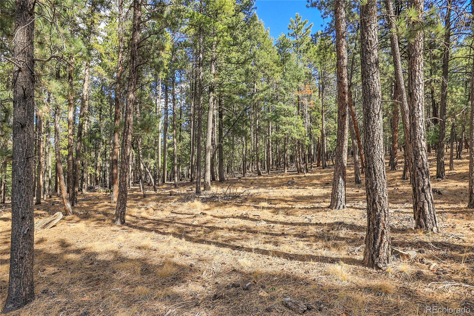 27551 Molly Drive Conifer CO 80433