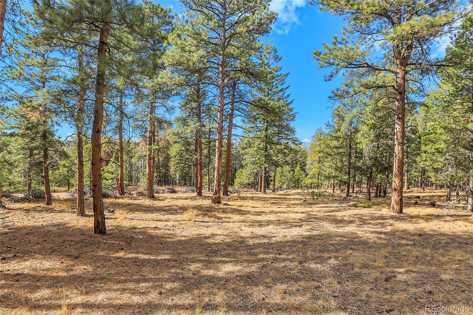 27551 Molly Drive Conifer CO 80433