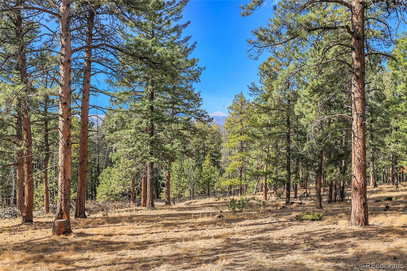 27551 Molly Drive Conifer CO 80433