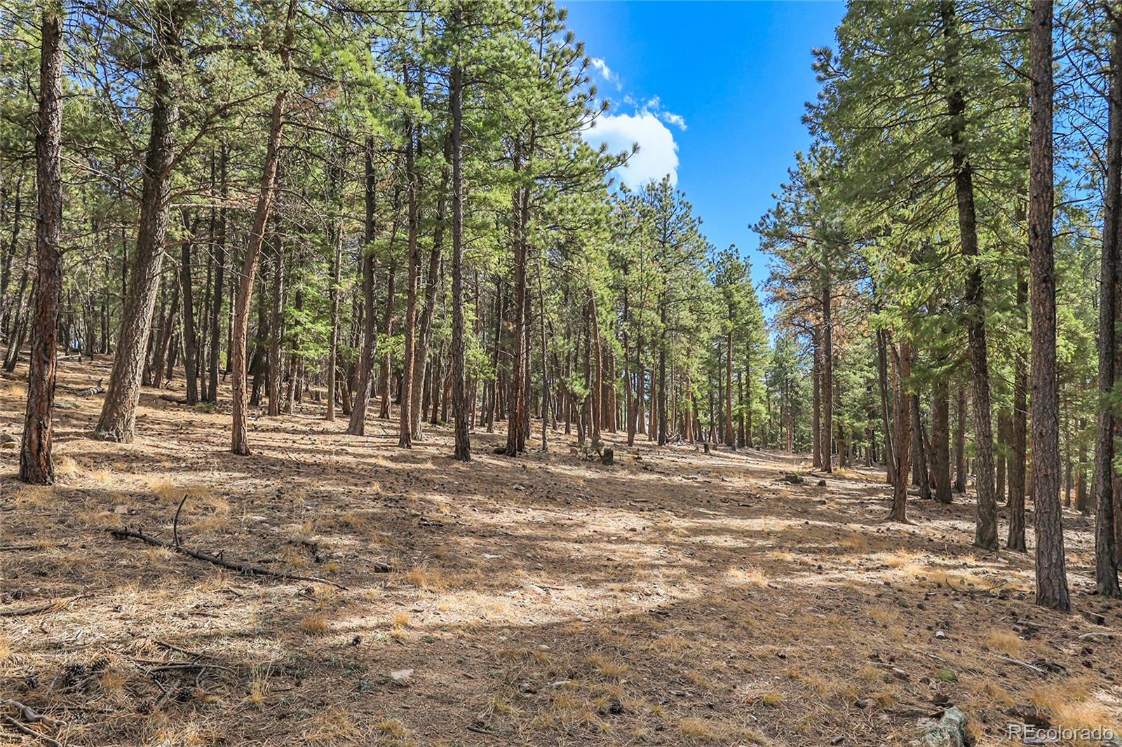 27551 Molly Drive Conifer CO 80433