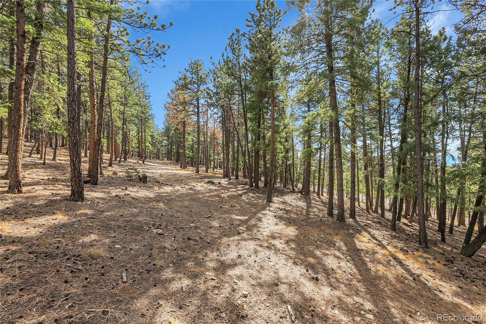 27551 Molly Drive Conifer CO 80433
