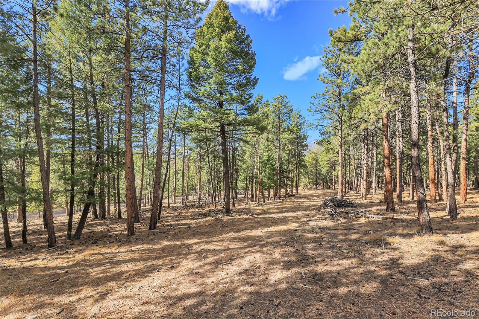 27551 Molly Drive Conifer CO 80433