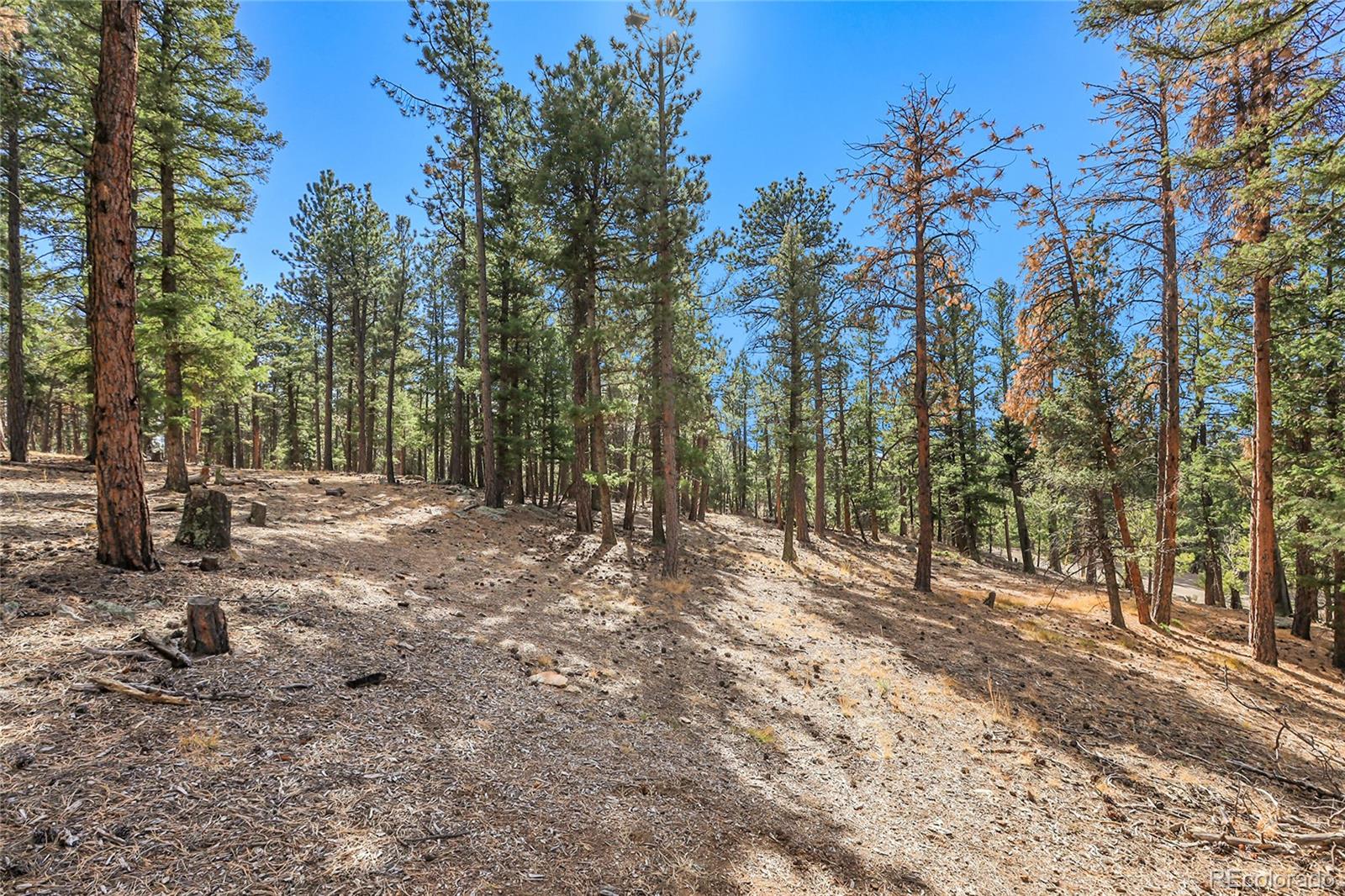 27551 Molly Drive Conifer CO 80433