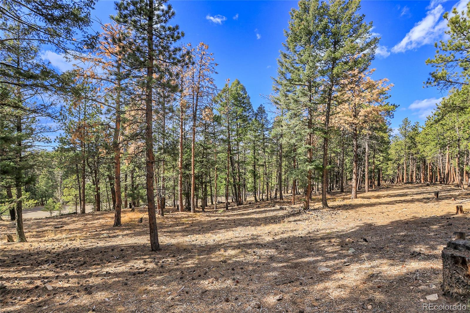 27551 Molly Drive Conifer CO 80433