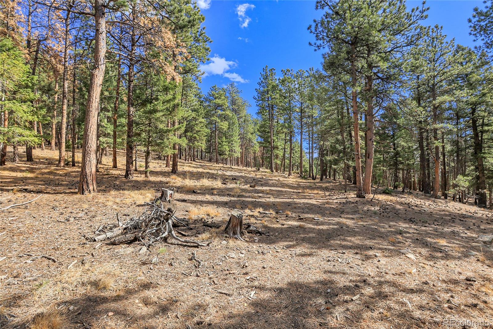 27551 Molly Drive Conifer CO 80433