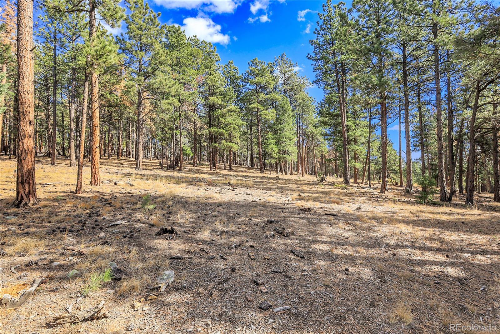 27551 Molly Drive Conifer CO 80433