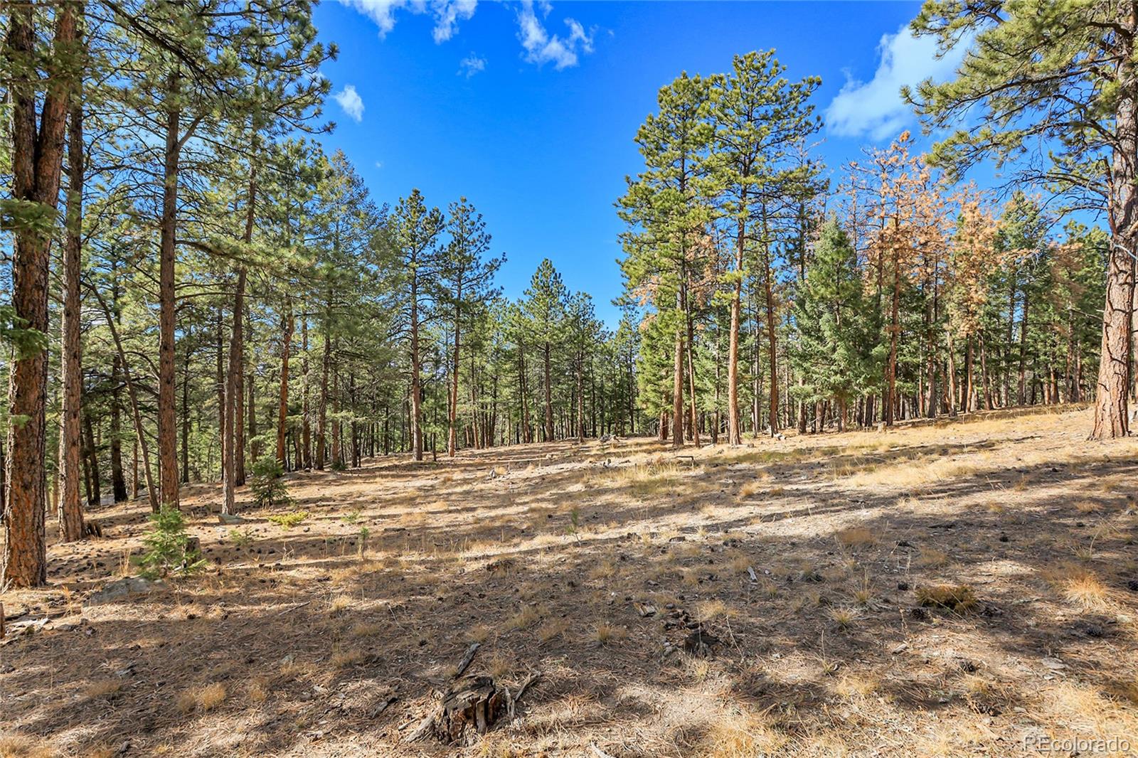 27551 Molly Drive Conifer CO 80433