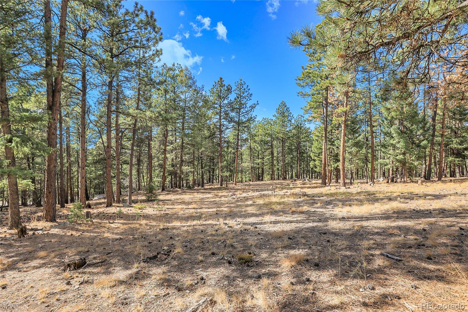 27551 Molly Drive Conifer CO 80433