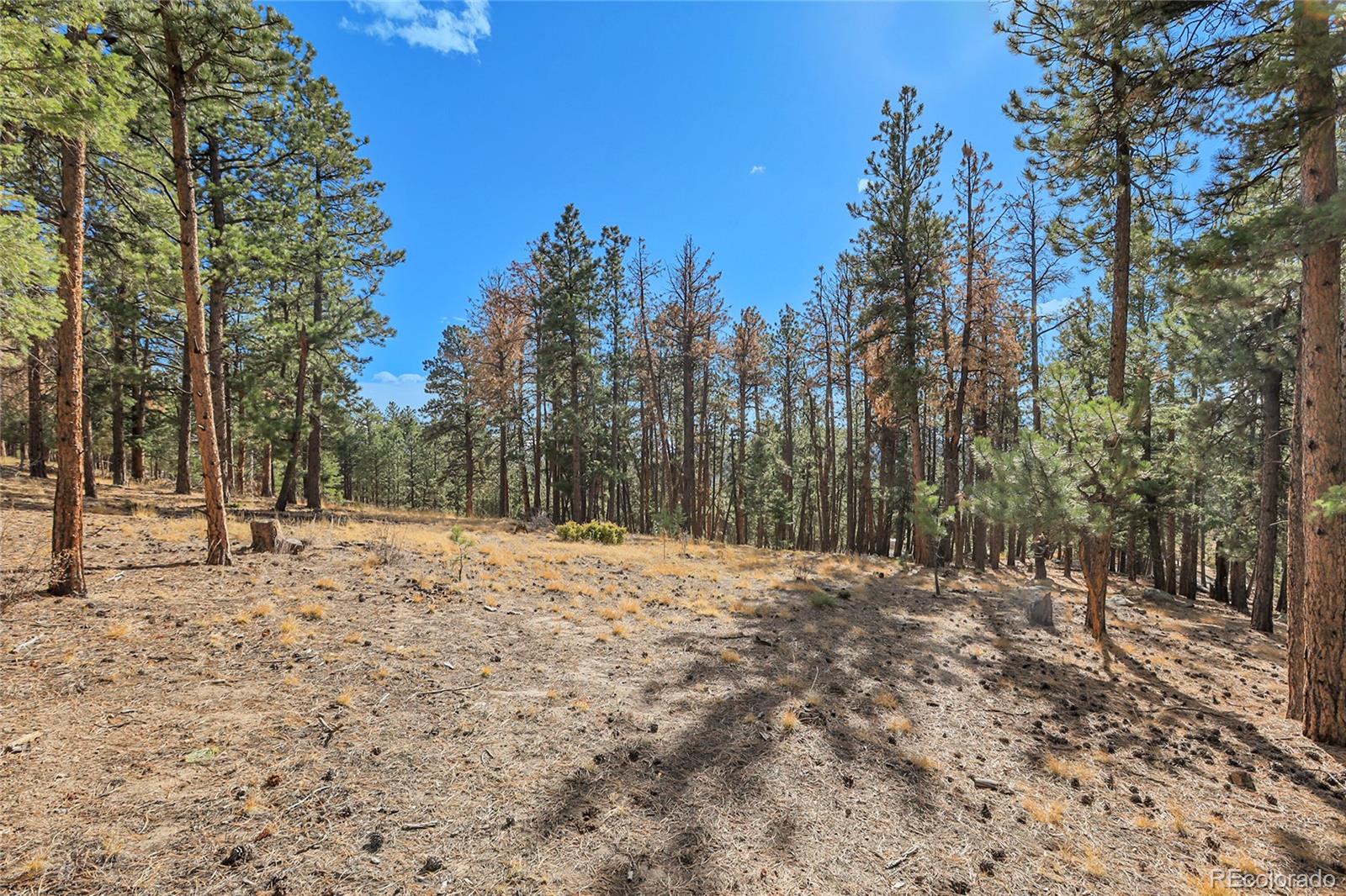 27551 Molly Drive Conifer CO 80433