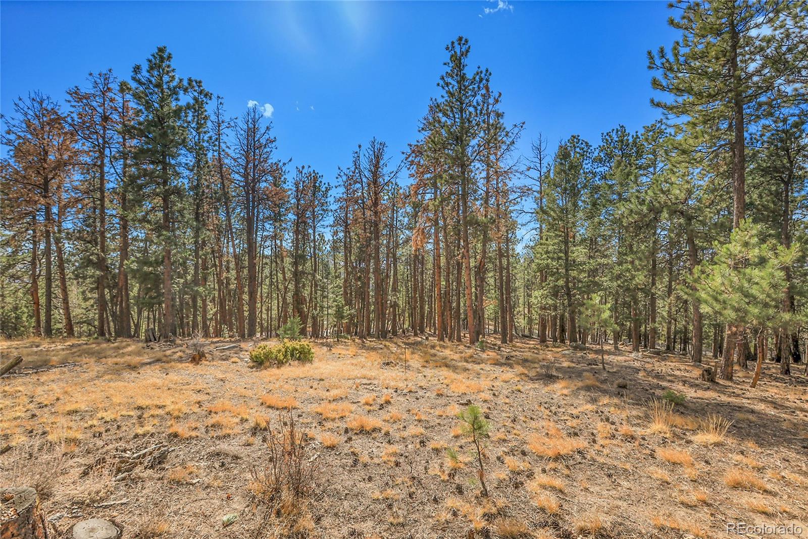27551 Molly Drive Conifer CO 80433