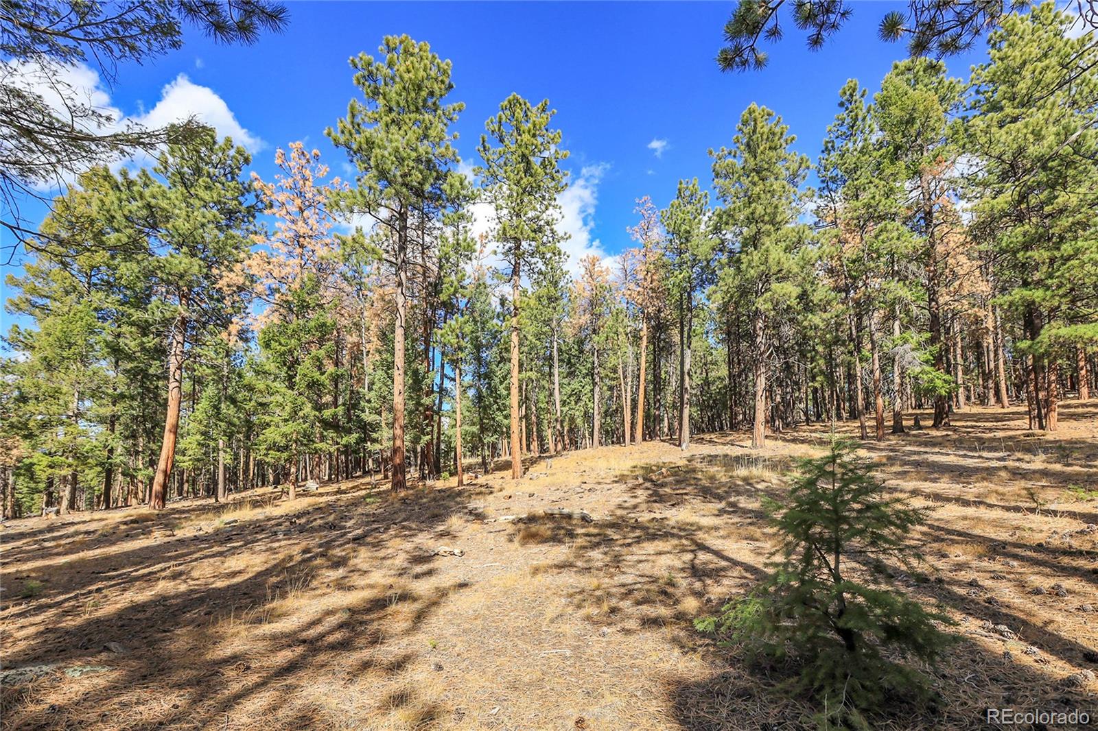 27551 Molly Drive Conifer CO 80433