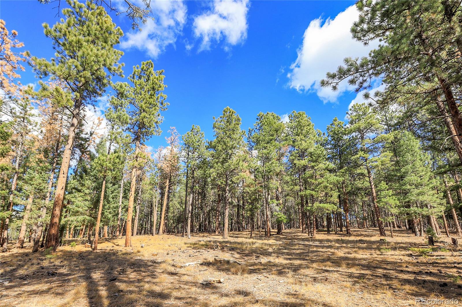 27551 Molly Drive Conifer CO 80433