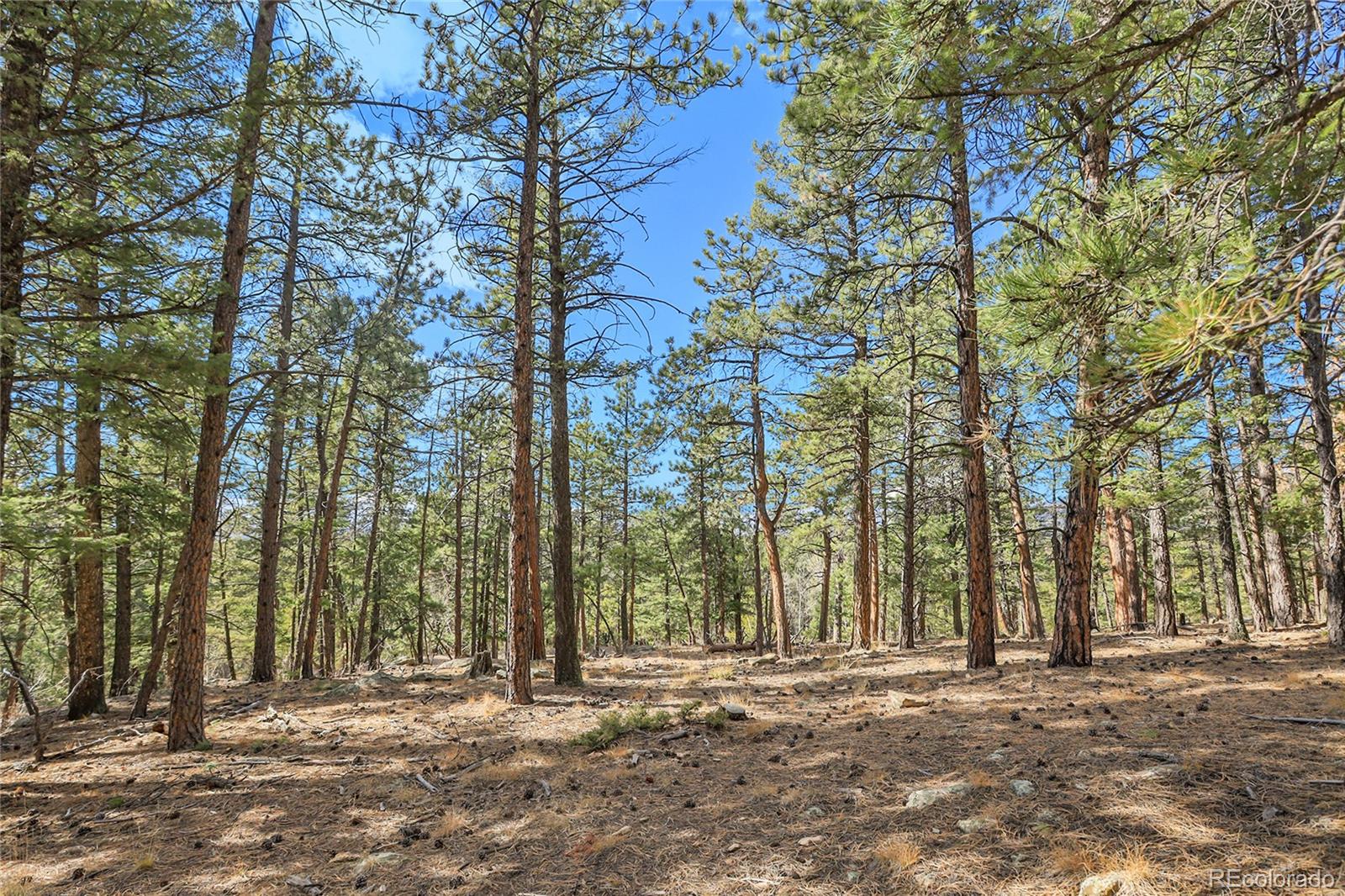27551 Molly Drive Conifer CO 80433