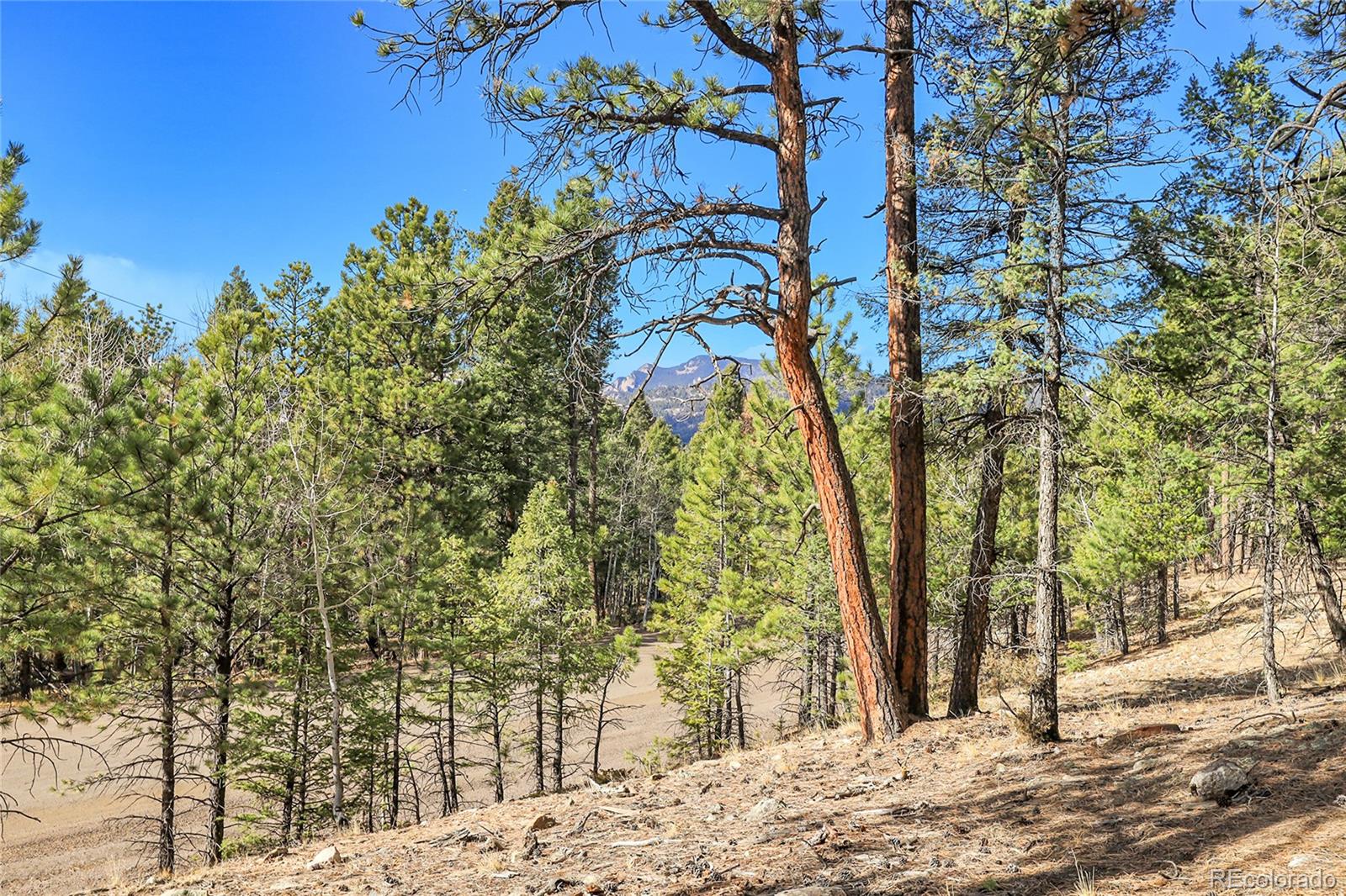 27551 Molly Drive Conifer CO 80433