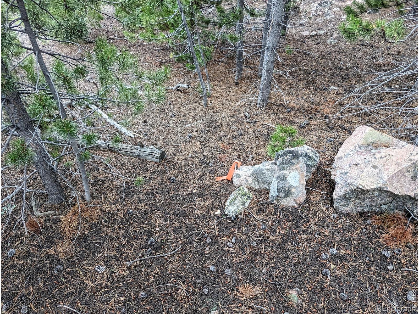 90 Quapaw Court Red Feather Lakes CO 80545