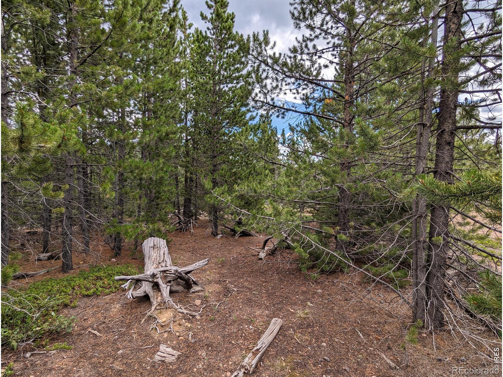90 Quapaw Court Red Feather Lakes CO 80545