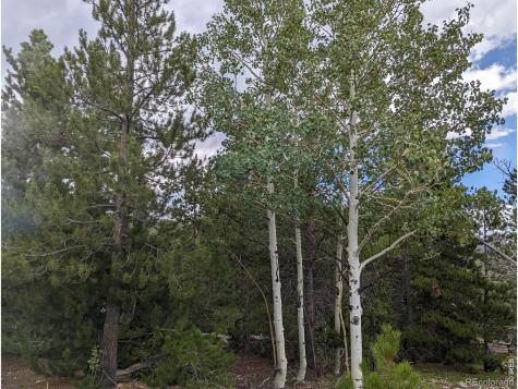 90 Quapaw Court Red Feather Lakes CO 80545