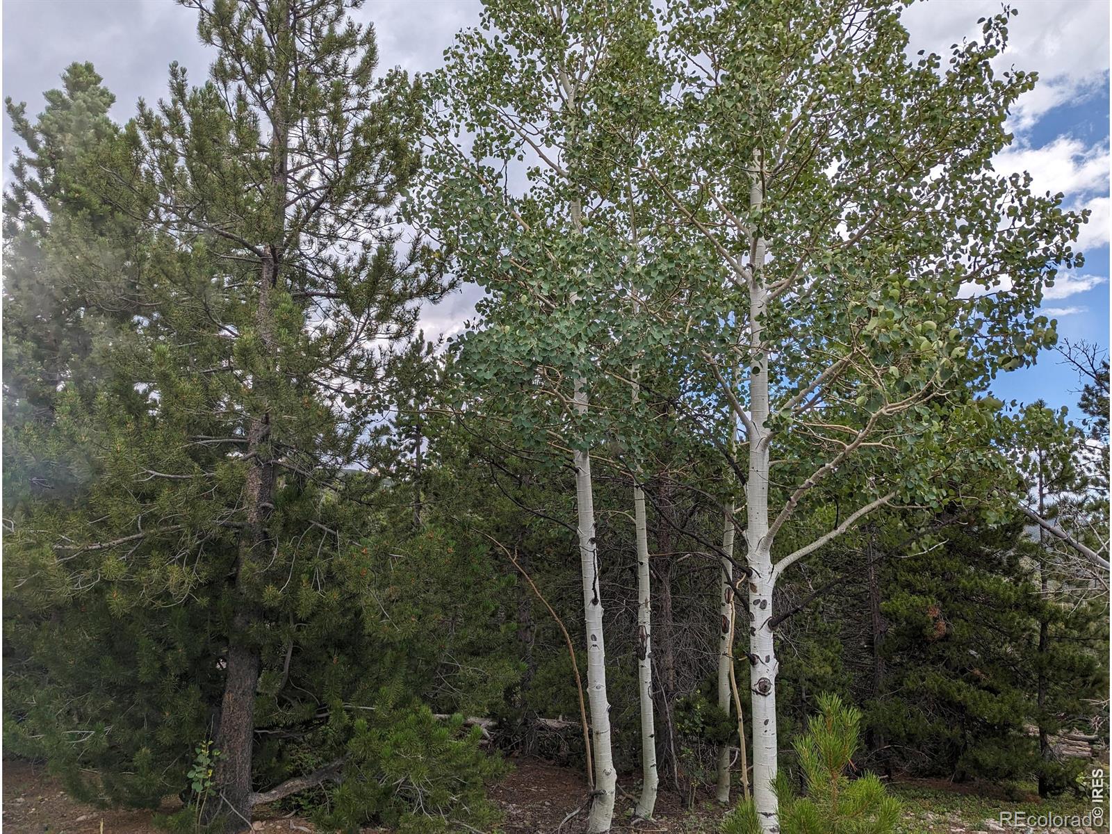 90 Quapaw Court Red Feather Lakes CO 80545