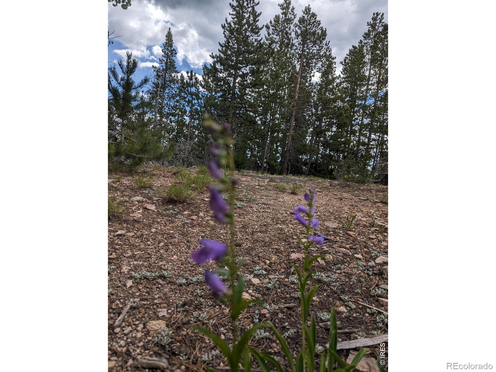 90 Quapaw Court Red Feather Lakes CO 80545