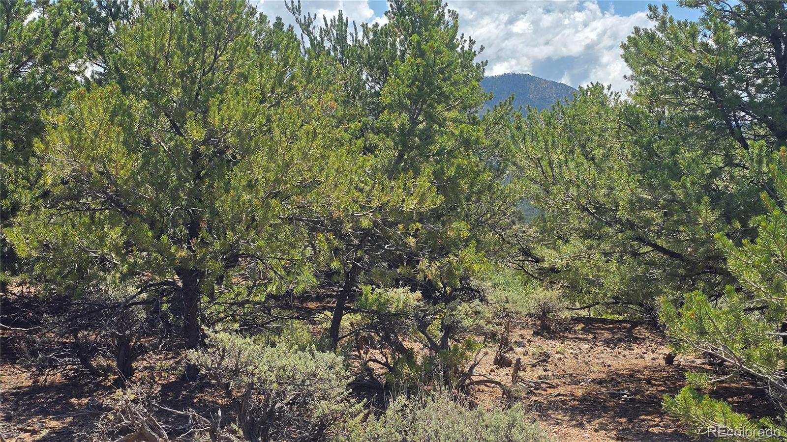 Lot 1615 Dunn Road San Luis CO 81152