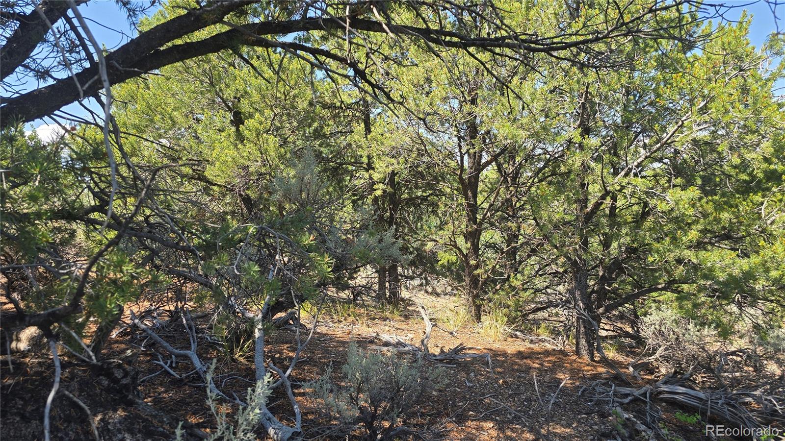 Lot 1615 Dunn Road San Luis CO 81152