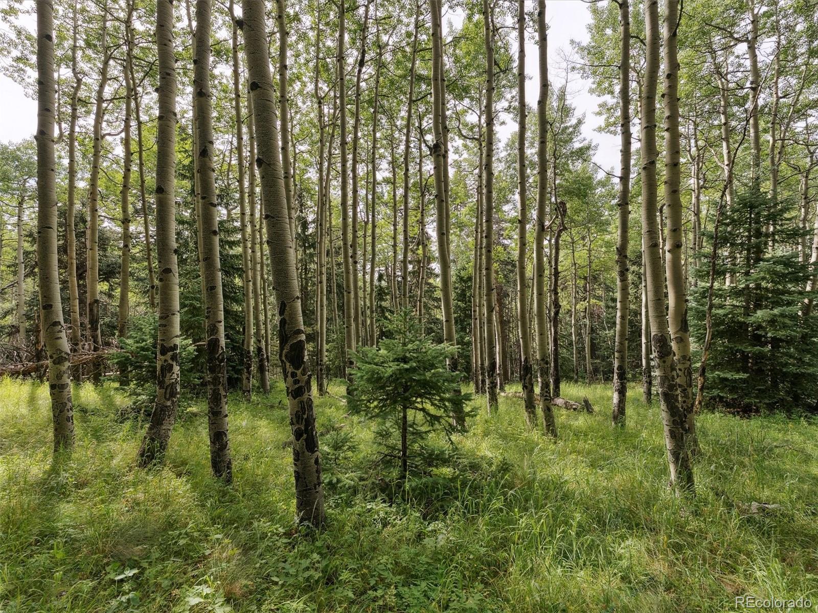 000 Snyder Mountain Road Evergreen CO 80439