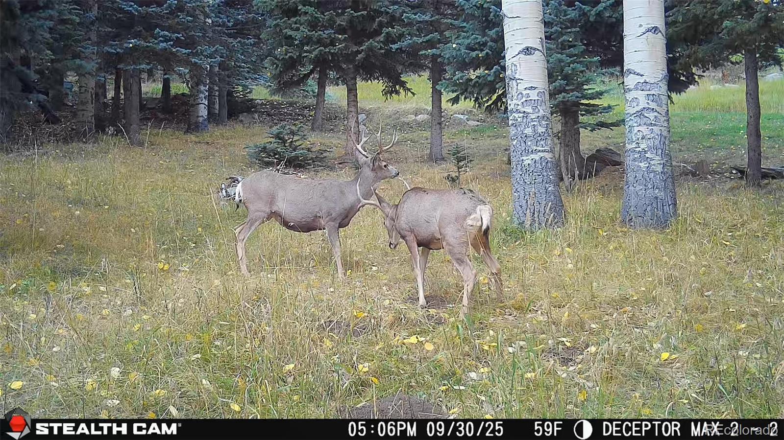000 Snyder Mountain Road Evergreen CO 80439